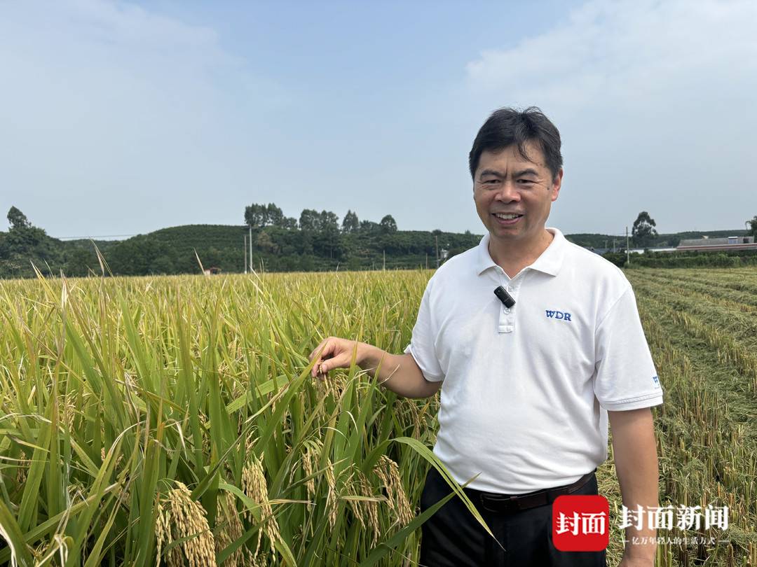 水稻亩产收益_节水抗旱稻 成都平原 大规模推广