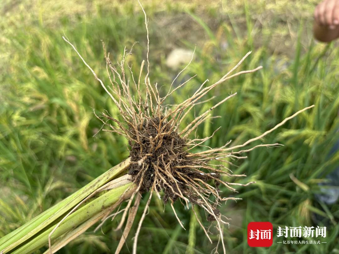 节水抗旱稻 成都平原 大规模推广_水稻亩产收益
