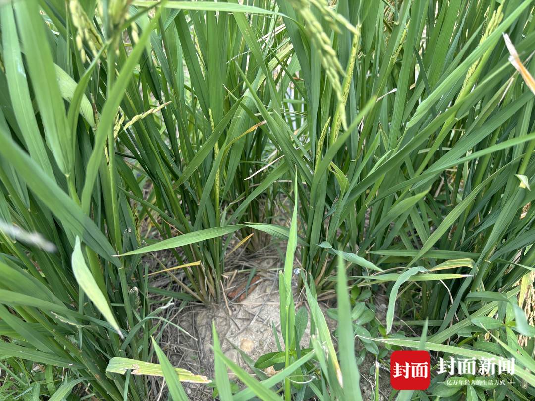 节水抗旱稻 成都平原 大规模推广_水稻亩产收益
