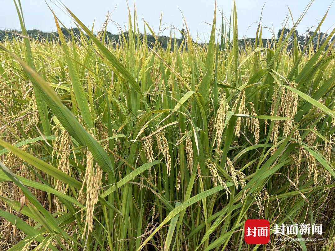 水稻亩产收益_节水抗旱稻 成都平原 大规模推广