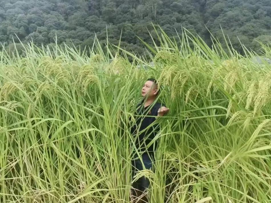 水稻亩产收益_巨型水稻 亩产2000斤 稻田养鱼