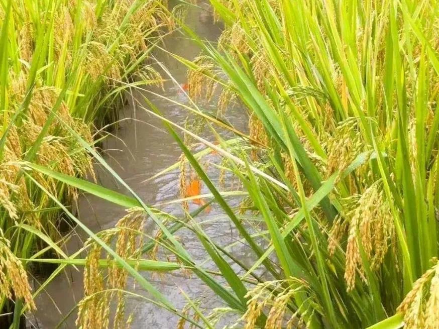 水稻亩产收益_巨型水稻 亩产2000斤 稻田养鱼
