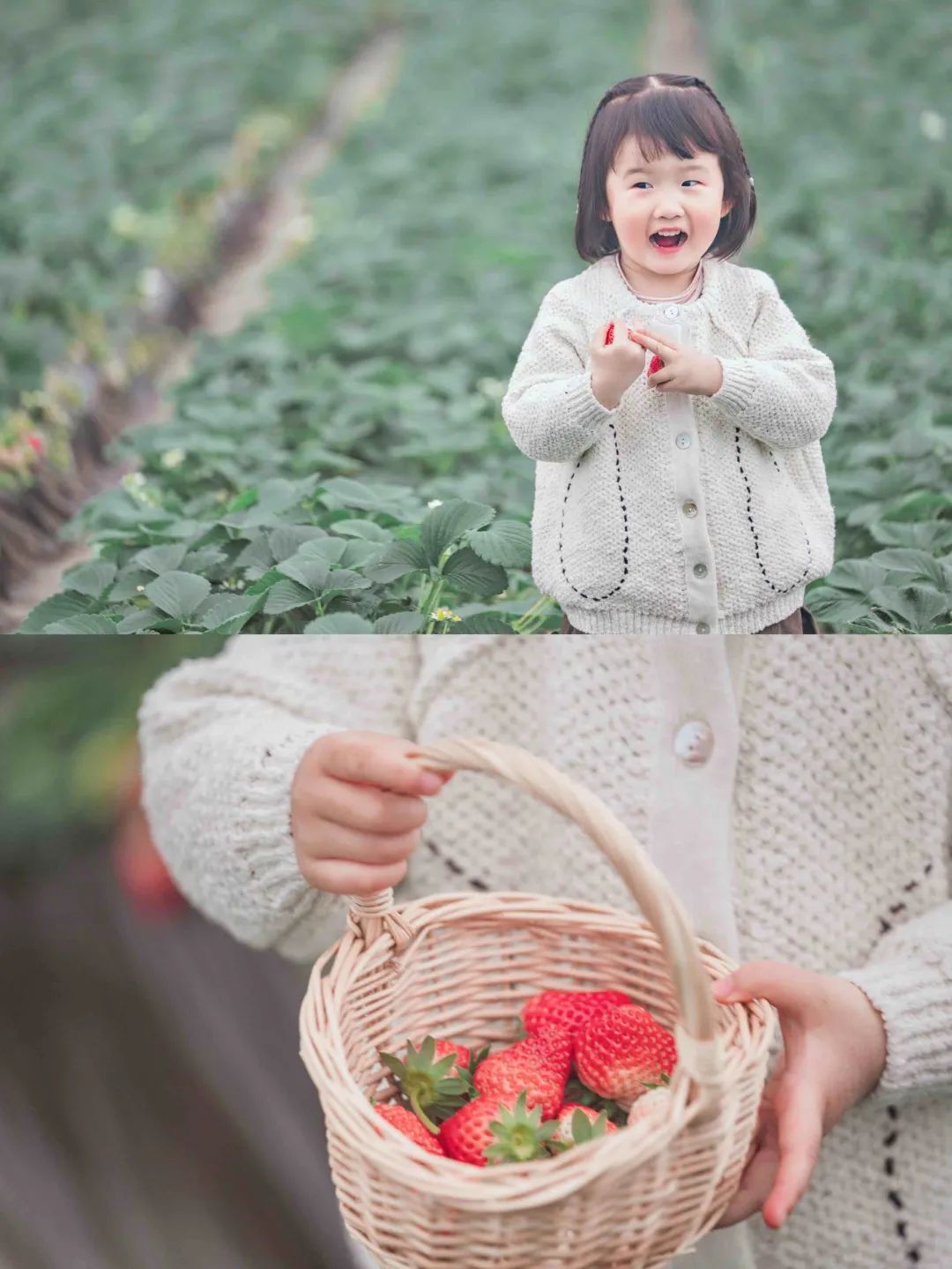 收藏!2022宜昌「草莓采摘全攻略」(图1) 夷陵区草莓采摘园_草莓采摘入园须知_夷陵草莓农家乐