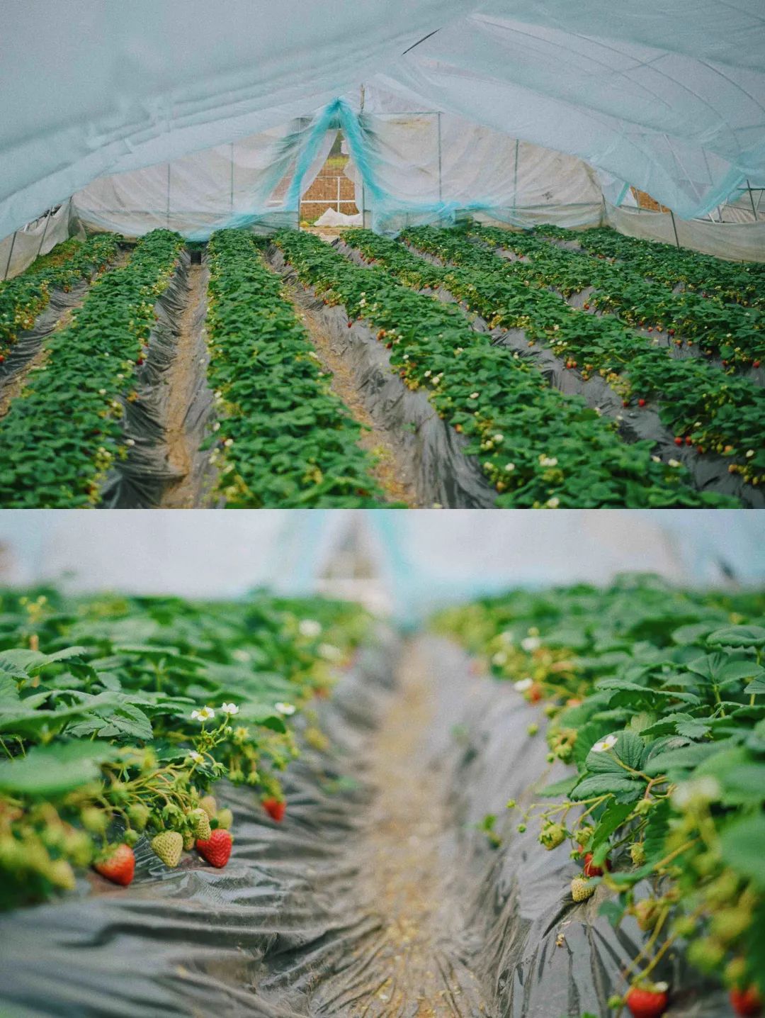 收藏!2022宜昌「草莓采摘全攻略」(图2) 草莓采摘入园须知_夷陵草莓农家乐_夷陵区草莓采摘园