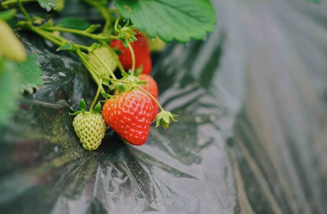 收藏!2022宜昌「草莓采摘全攻略」(图3) 夷陵草莓农家乐_夷陵区草莓采摘园_草莓采摘入园须知