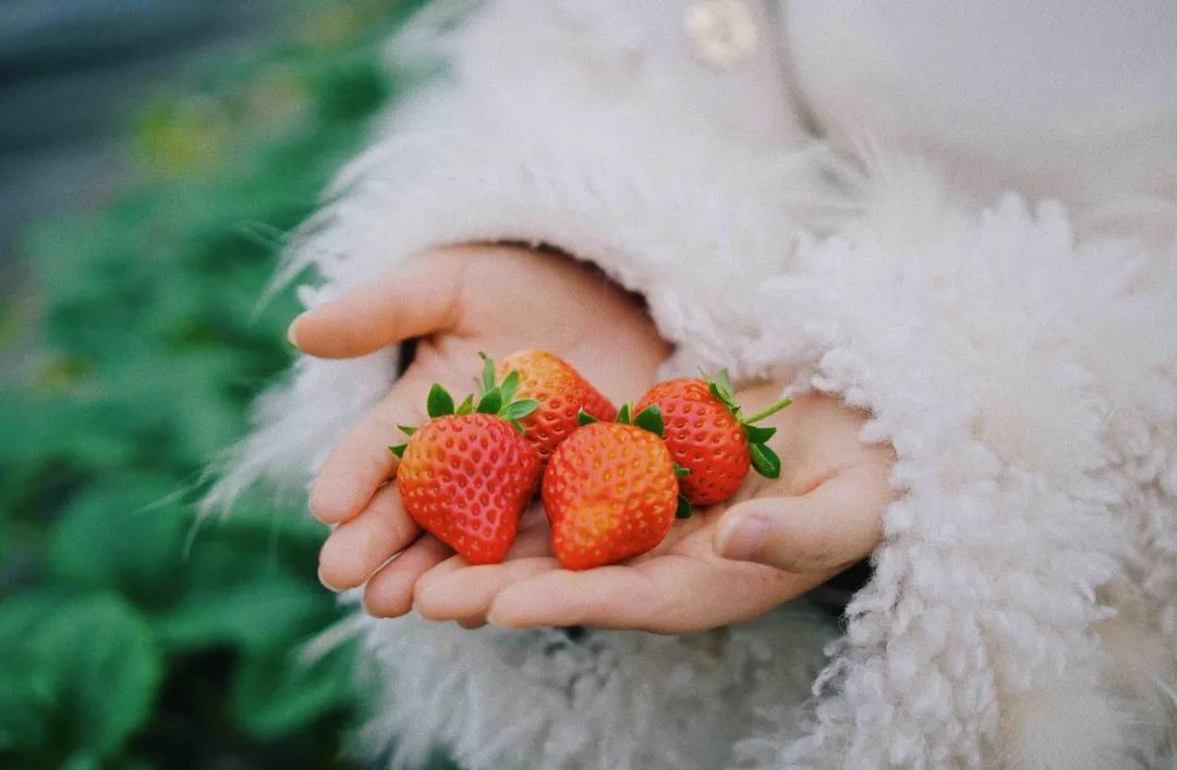 收藏!2022宜昌「草莓采摘全攻略」(图4) 草莓采摘入园须知_夷陵区草莓采摘园_夷陵草莓农家乐