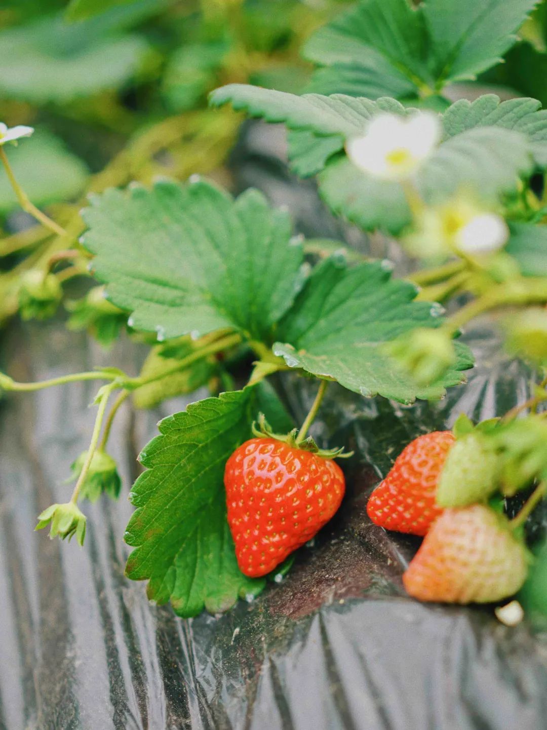 收藏!2022宜昌「草莓采摘全攻略」(图5) 夷陵草莓农家乐_草莓采摘入园须知_夷陵区草莓采摘园