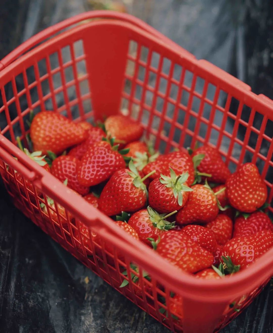 收藏!2022宜昌「草莓采摘全攻略」(图6) 夷陵草莓农家乐_夷陵区草莓采摘园_草莓采摘入园须知