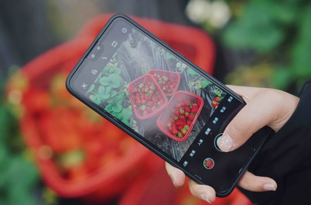 收藏!2022宜昌「草莓采摘全攻略」(图7) 草莓采摘入园须知_夷陵区草莓采摘园_夷陵草莓农家乐