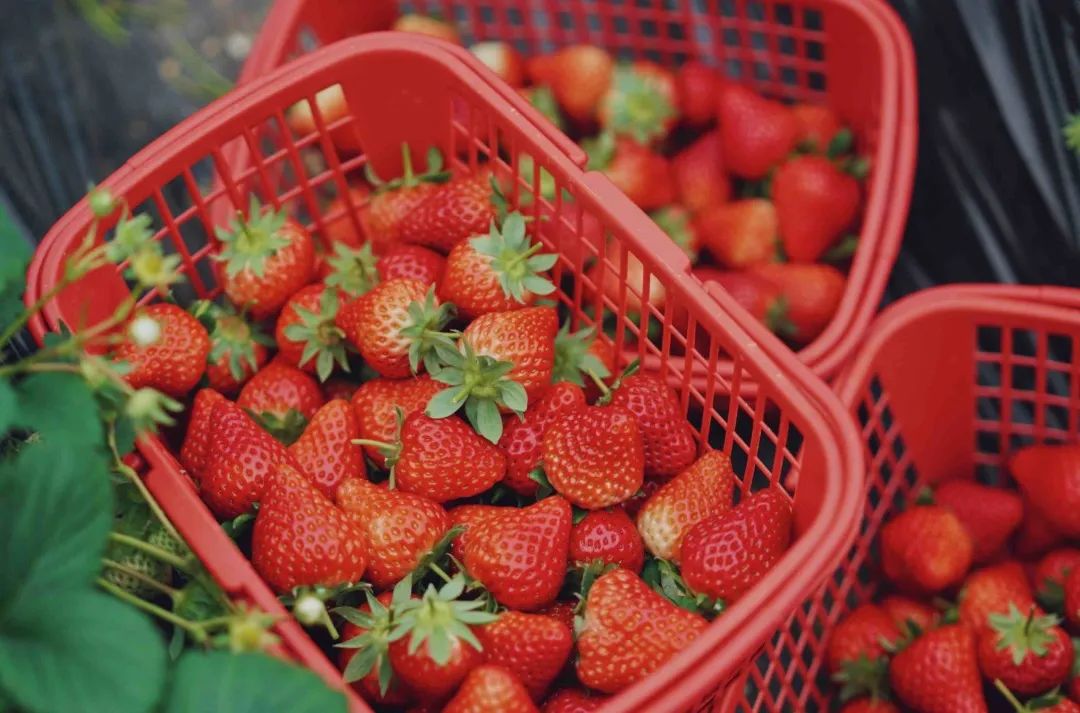 收藏!2022宜昌「草莓采摘全攻略」(图8) 夷陵草莓农家乐_夷陵区草莓采摘园_草莓采摘入园须知