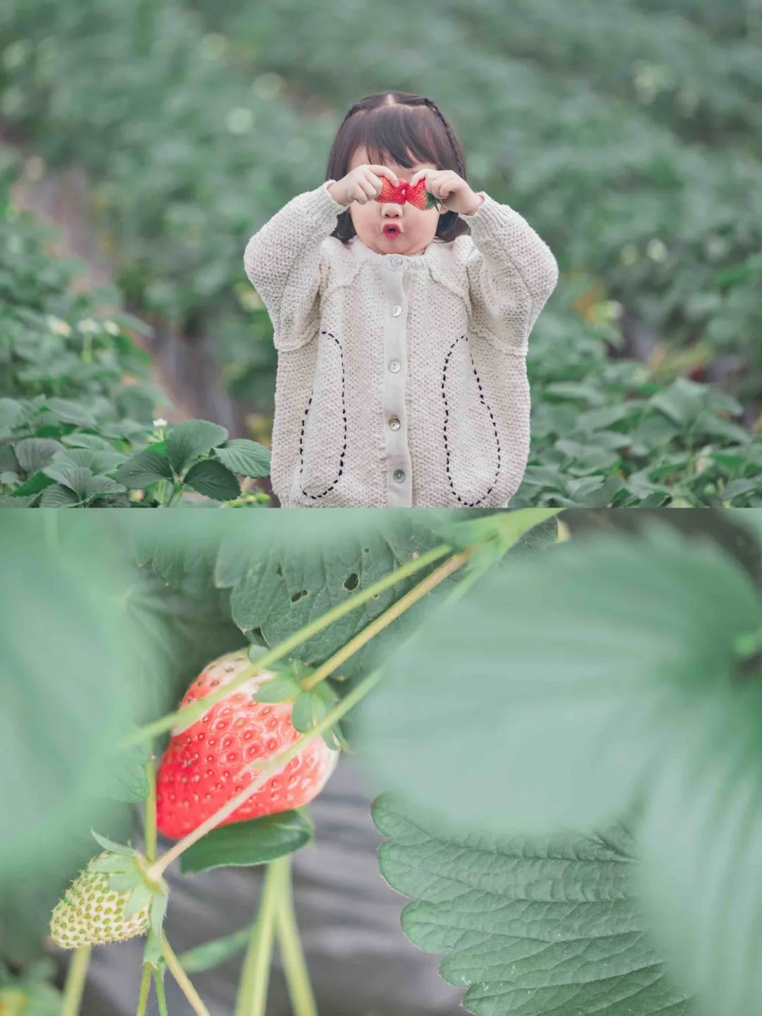 收藏!2022宜昌「草莓采摘全攻略」(图9) 草莓采摘入园须知_夷陵草莓农家乐_夷陵区草莓采摘园