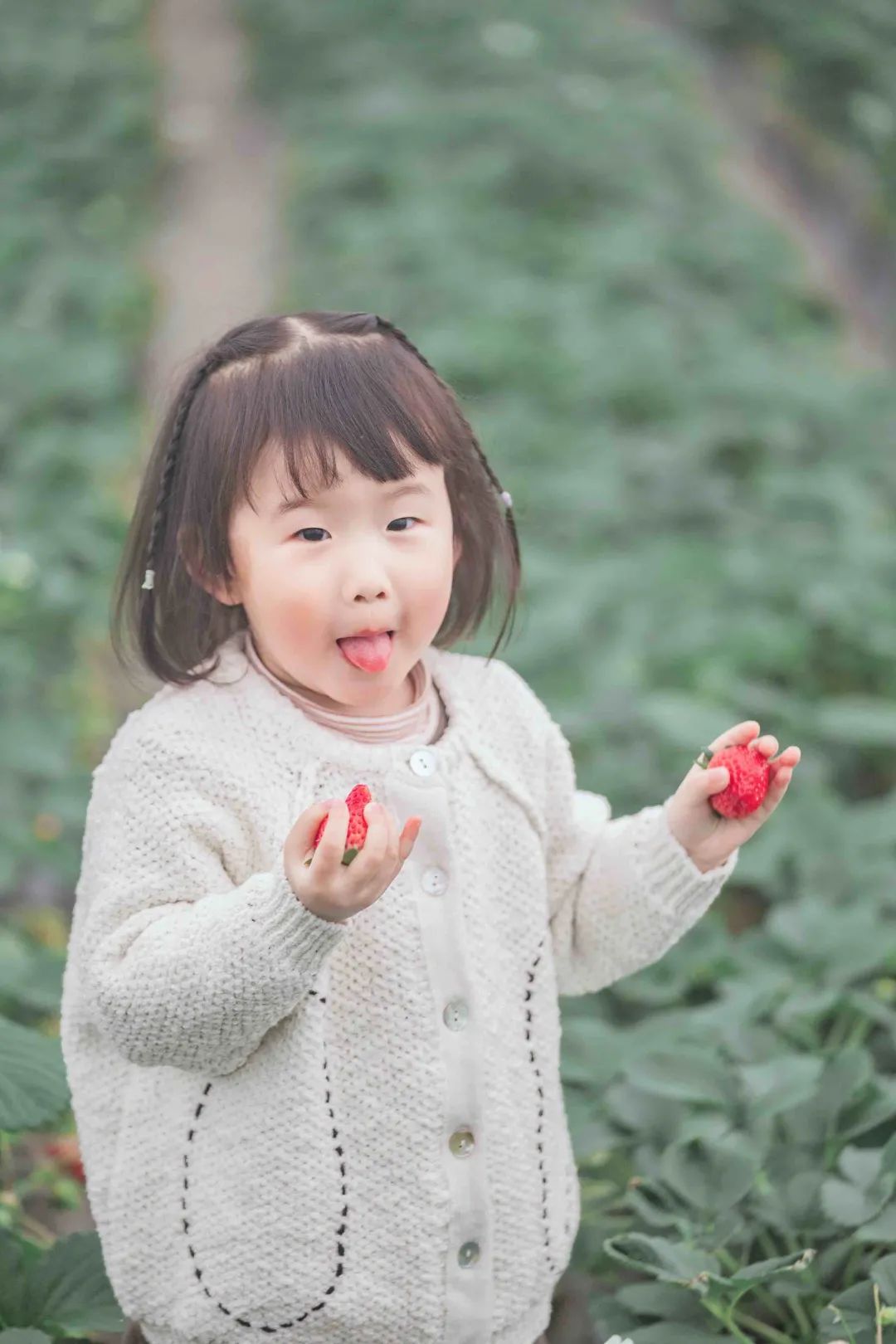 收藏!2022宜昌「草莓采摘全攻略」(图10) 夷陵区草莓采摘园_夷陵草莓农家乐_草莓采摘入园须知