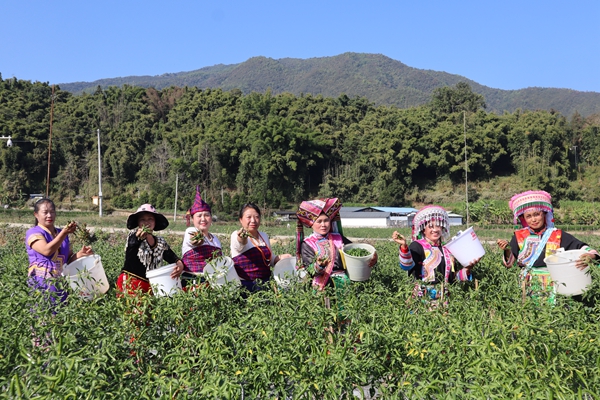 德宏:抓经济 惠民生 固边防(图1) 德宏州主题教育走深走实_德宏傣族景颇族自治州高质量发展_德宏州农业技术推广中心黄必华