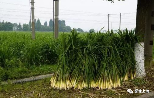 上海的古镇名小吃(图35) 上海古镇名小吃_用英语说上海名吃_周末去上海古镇玩