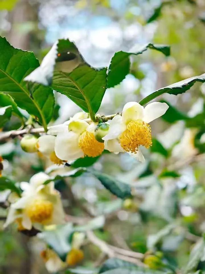 茶艺师打死不告诉你的27个茶叶冷知识!(图5) 有关茶叶知识_普洱生茶放多久变熟茶_喝茶冷知识