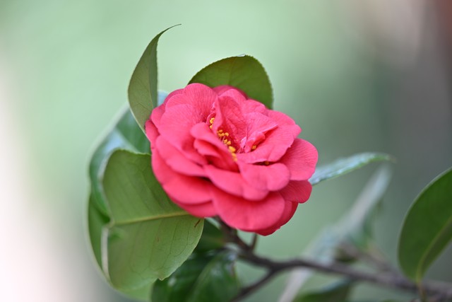 30个茶叶冷知识,每一条都能颠覆你的认知(图7) 中国茶文化_:茶叶冷知识_有关茶叶知识