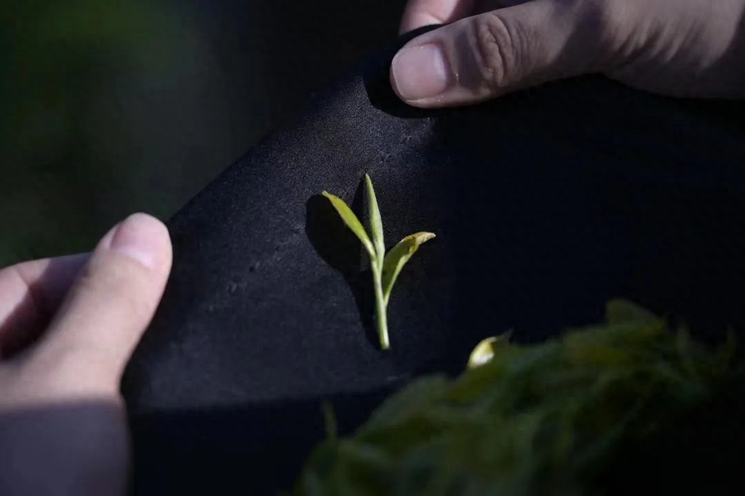 必收藏!茶叶灵魂的起点,茶人必知的茶树知识(图1) 茶类与茶树关系_有关茶叶知识_茶树基础知识