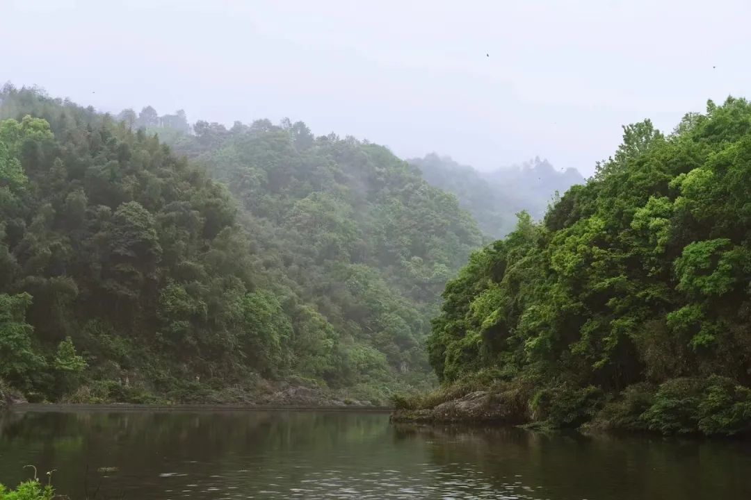 必收藏!茶叶灵魂的起点,茶人必知的茶树知识(图3) 有关茶叶知识_茶树基础知识_茶类与茶树关系