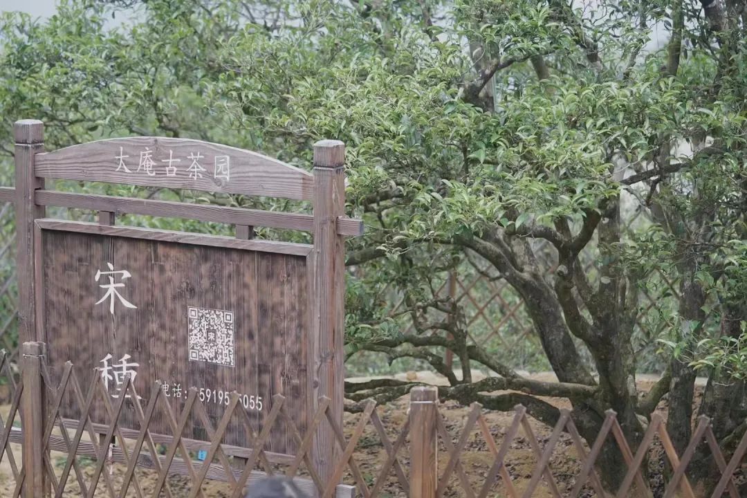 必收藏!茶叶灵魂的起点,茶人必知的茶树知识(图4) 茶类与茶树关系_有关茶叶知识_茶树基础知识