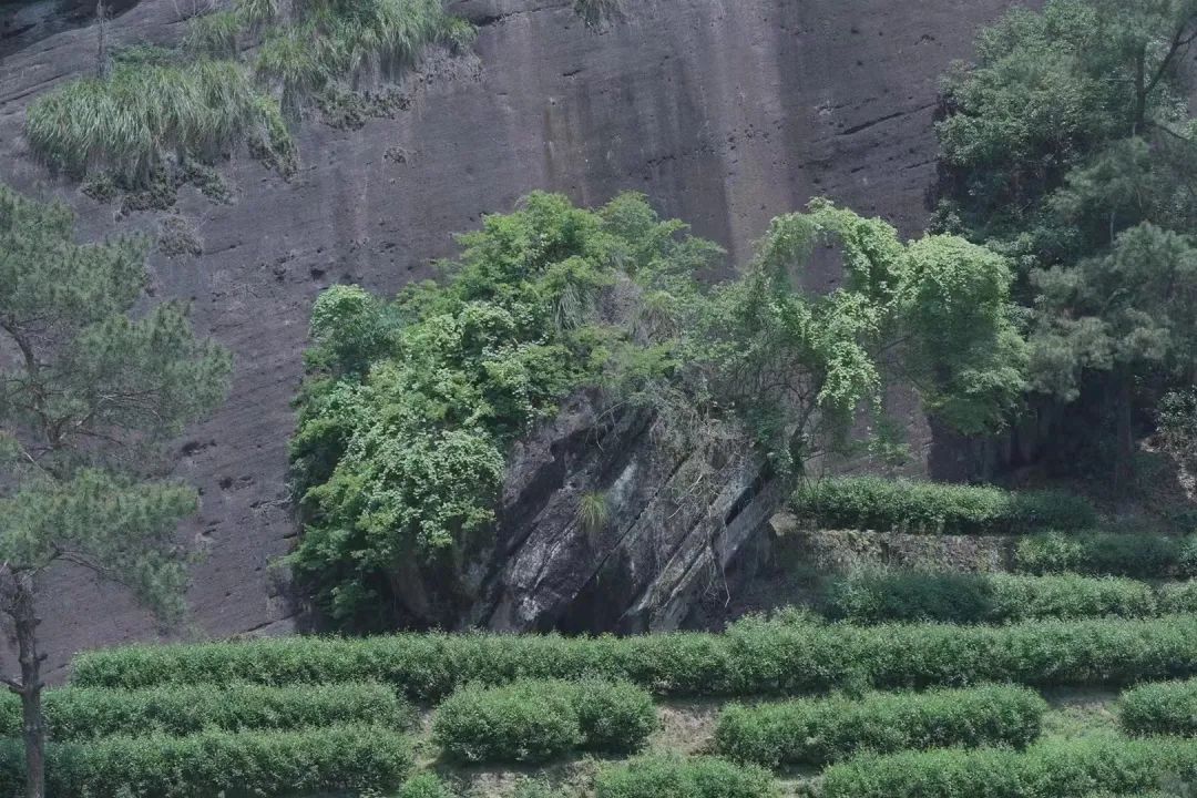 必收藏!茶叶灵魂的起点,茶人必知的茶树知识(图6) 有关茶叶知识_茶树基础知识_茶类与茶树关系