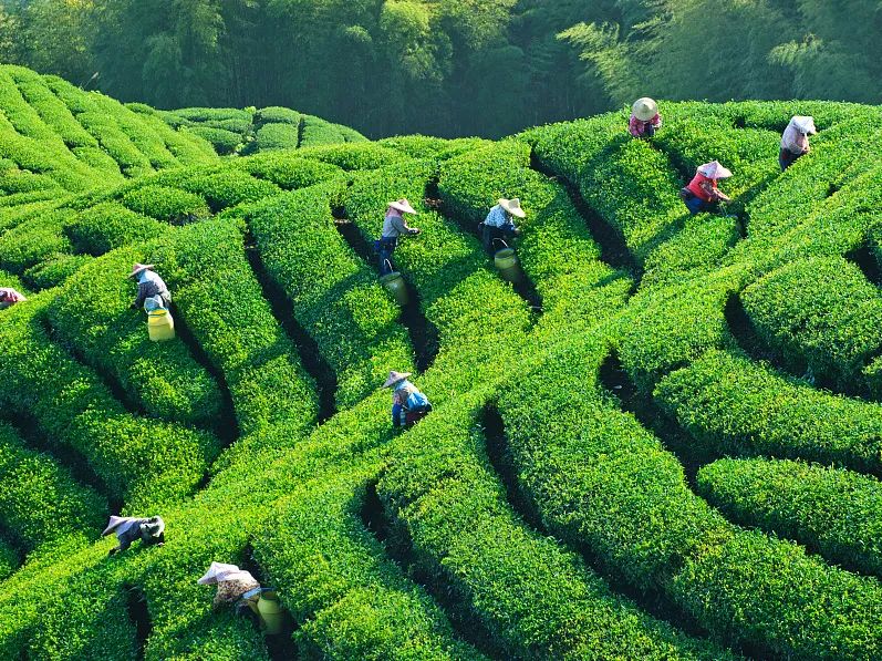 【进出口食品安全】5·21国际茶日|海关带你读懂世界名茶及茶叶进出口知识(图12) 有关茶叶知识_茶叶进出口流程详解_中国名茶介绍