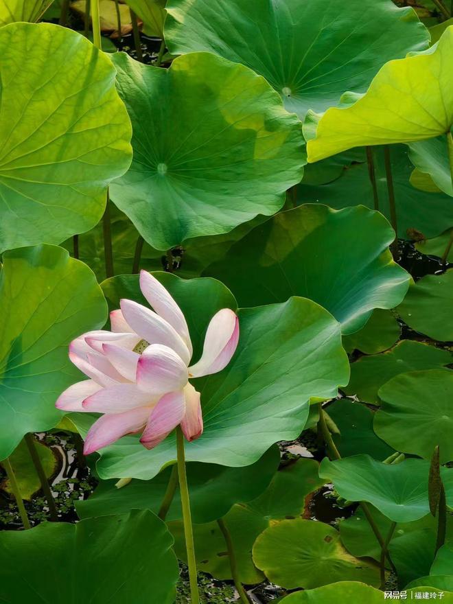 女大学生做兼职配音被骗,签分期付款合同损失近千元,律师:欺诈(图1) 违约金的数额_女大学生兼职配音被骗 分期付款合同纠纷 违约金法律咨询