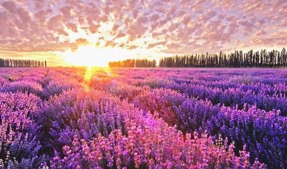 深度游玩普罗旺斯,怎么少得了法国定制旅游?(图3) 法国普罗旺斯旅游价钱_普罗旺斯深度游_法国定制旅游体验