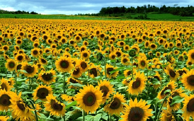 深度游玩普罗旺斯,怎么少得了法国定制旅游?(图4) 法国定制旅游体验_普罗旺斯深度游_法国普罗旺斯旅游价钱