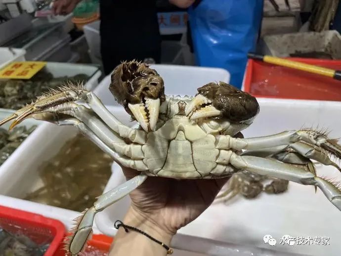 大闸蟹“横行”上市,每只售价25-100元!“阳澄湖”蟹还要等,价格美丽!(图1) 大闸蟹信誉牌 京深海鲜批发市场 太湖东山大闸蟹_京深海鲜批发市场地址