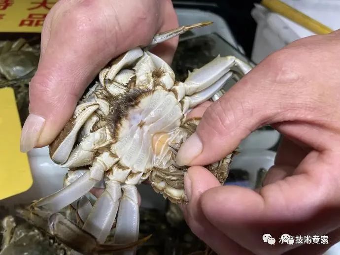 大闸蟹“横行”上市,每只售价25-100元!“阳澄湖”蟹还要等,价格美丽!(图3) 大闸蟹信誉牌 京深海鲜批发市场 太湖东山大闸蟹_京深海鲜批发市场地址