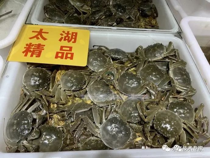 大闸蟹“横行”上市,每只售价25-100元!“阳澄湖”蟹还要等,价格美丽!(图4) 京深海鲜批发市场地址_大闸蟹信誉牌 京深海鲜批发市场 太湖东山大闸蟹