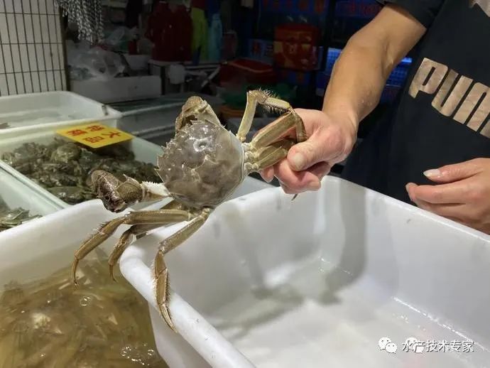 大闸蟹“横行”上市,每只售价25-100元!“阳澄湖”蟹还要等,价格美丽!(图5) 大闸蟹信誉牌 京深海鲜批发市场 太湖东山大闸蟹_京深海鲜批发市场地址