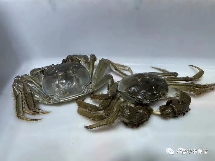 大闸蟹“横行”上市,每只售价25-100元!“阳澄湖”蟹还要等,价格美丽!(图6) 京深海鲜批发市场地址_大闸蟹信誉牌 京深海鲜批发市场 太湖东山大闸蟹