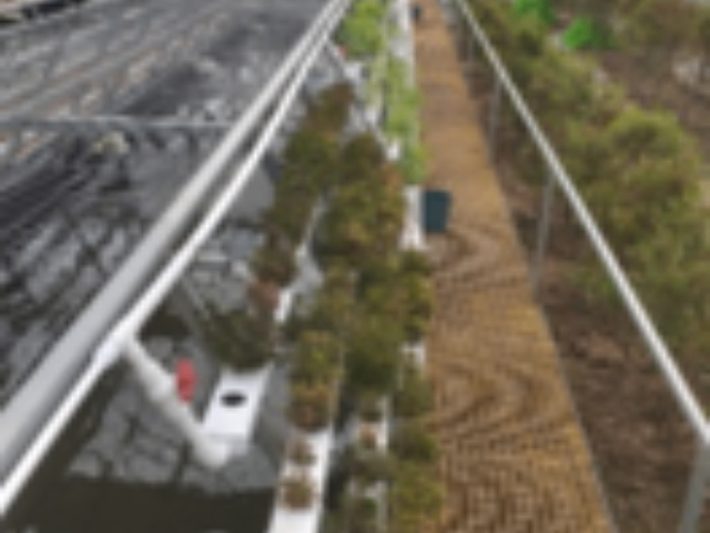 上海鱼菜共生系统设计 上海芾驰智能科技供应(图1) 上海鱼菜共生系统设计,鱼菜共生