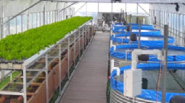 上海智能鱼菜共生系统设计 上海芾驰智能科技供应(图1) 上海智能鱼菜共生系统设计,鱼菜共生