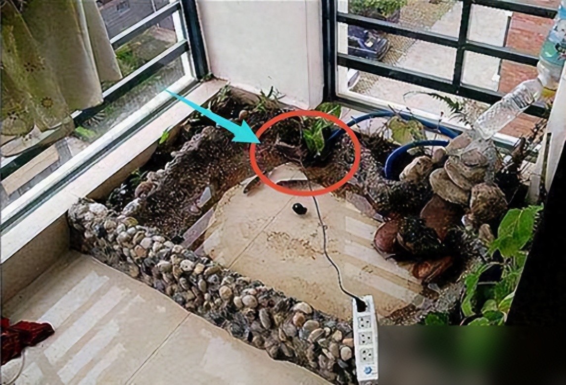把自家阳台做了鱼池,晒到业主群,楼下马上找上门来吵架了!(图1) 弧形鱼池设计美观性_阳台鱼池装修效果图_DIY阳台鱼池制作教程