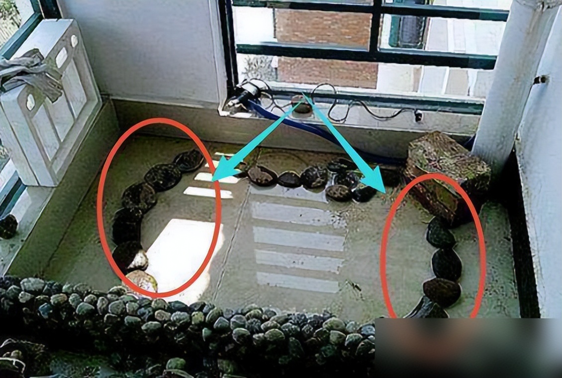 把自家阳台做了鱼池,晒到业主群,楼下马上找上门来吵架了!(图5) 阳台鱼池装修效果图_弧形鱼池设计美观性_DIY阳台鱼池制作教程