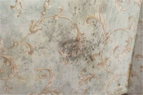 墙纸墙布防霉攻略_防霉墙纸胶水_墙体发霉原因处理