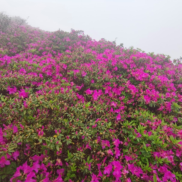 粤菜代表菜品_岭南饮食文化_粤菜菜系融合