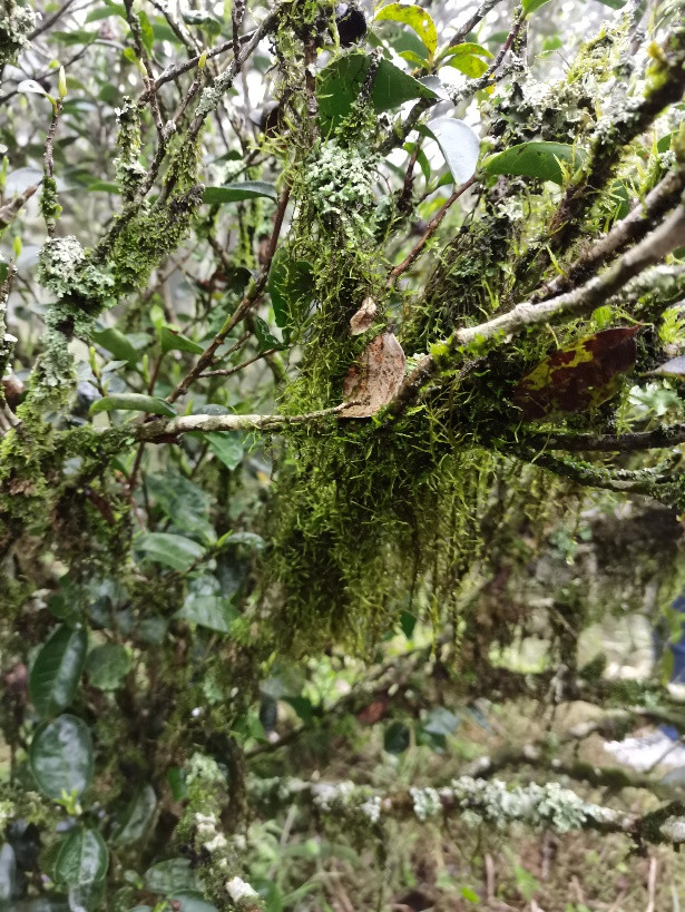 粤菜菜系融合_粤菜代表菜品_岭南饮食文化