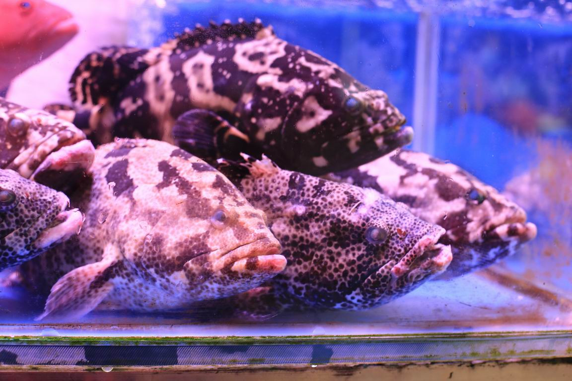 粤菜代表菜品_岭南饮食文化_粤菜菜系融合