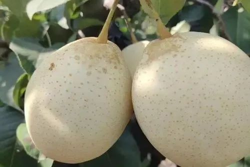 聊城小吃 鸡蛋荷包_冠县酥肉 鸡蛋荷包 马家包