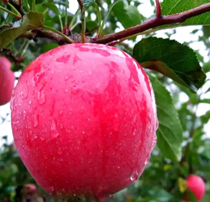 锦州老白烧烤怎么样_锦州著名烧烤店唐鸡头特色_锦州烧烤小国凤爪推荐