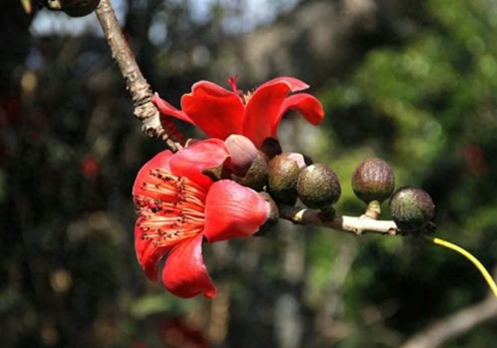 东川攀枝花美食_攀枝花机场路口美食_凉拌攀枝花做法