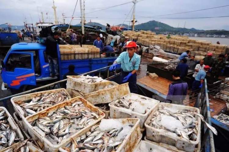 又到一年开渔季,象山海货鲜得来……(图3) 象山海鲜十八_象山带鱼清蒸做法_象山海鲜采购