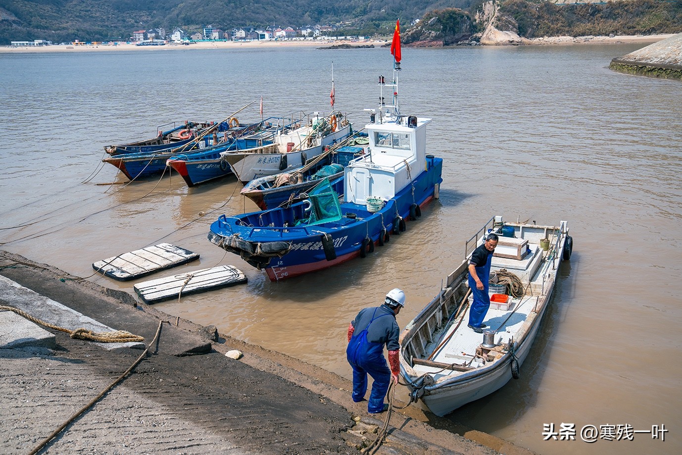 寻找浙江春季时令海鲜:川乌,为何普通的马鲛鱼,卖到一百块一斤(图5) 清明时节时令海鲜_象山海鲜十八_象山川乌马鲛鱼