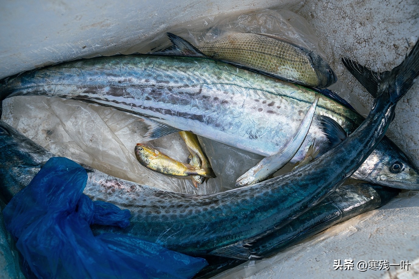 寻找浙江春季时令海鲜:川乌,为何普通的马鲛鱼,卖到一百块一斤(图7) 清明时节时令海鲜_象山海鲜十八_象山川乌马鲛鱼