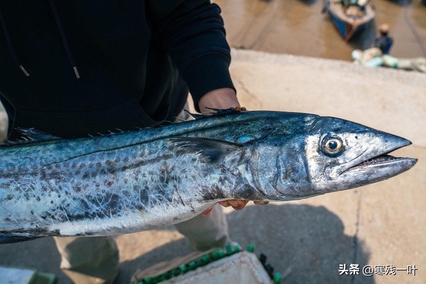 寻找浙江春季时令海鲜:川乌,为何普通的马鲛鱼,卖到一百块一斤(图8) 清明时节时令海鲜_象山川乌马鲛鱼_象山海鲜十八