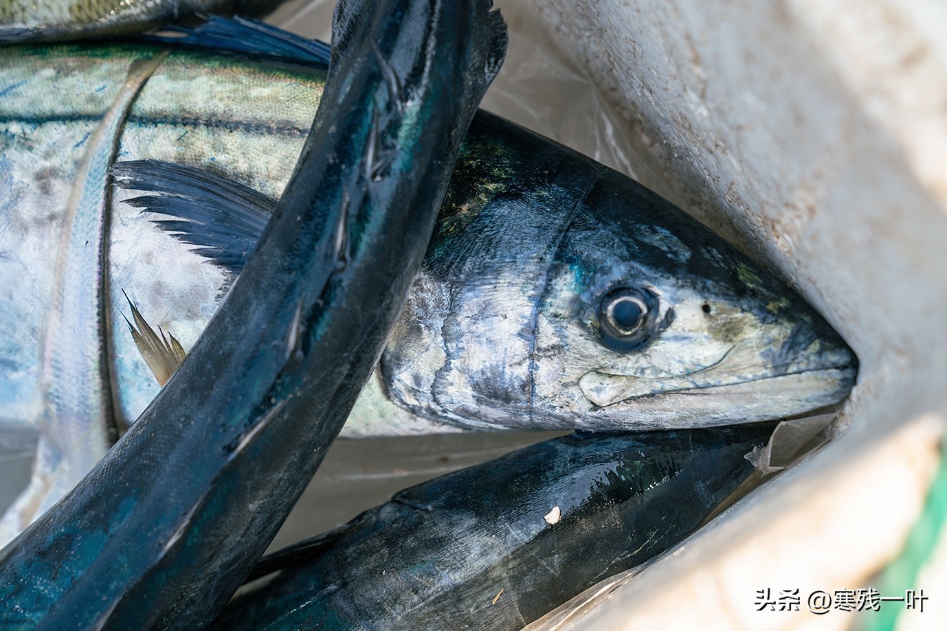 寻找浙江春季时令海鲜:川乌,为何普通的马鲛鱼,卖到一百块一斤(图9) 象山川乌马鲛鱼_清明时节时令海鲜_象山海鲜十八