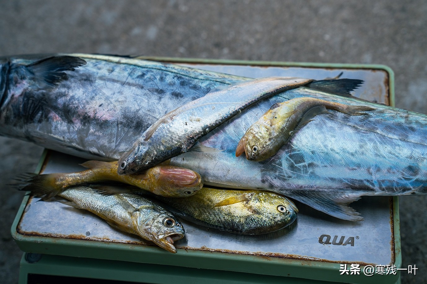 寻找浙江春季时令海鲜:川乌,为何普通的马鲛鱼,卖到一百块一斤(图10) 清明时节时令海鲜_象山川乌马鲛鱼_象山海鲜十八